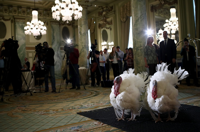 Tater and Tot await their fate (Photo by Win McNamee/Getty Images)